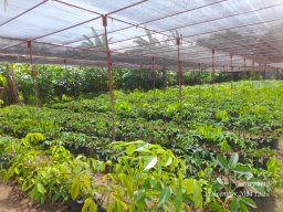 Middeniya Nursery